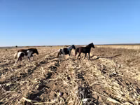 母马, Pinto horses — 照片 3
