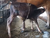 Vache, Race Alatauskaya — photo 1