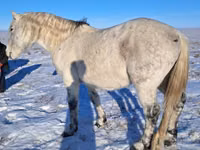 Horse (M), Alter Real — photo 8