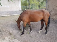 Caballo, Karachay horse — foto 2