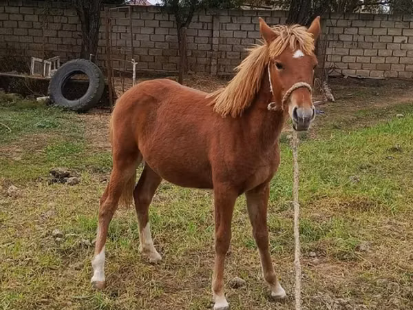 فرس, الخيول