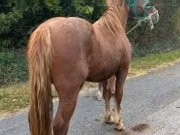 公马, Andalusian horse