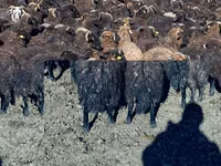 أغنام (دفعة، الجنس غير محدد), Karachay sheep — الصورة 6