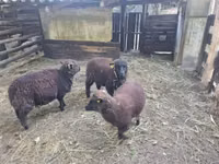 Schaf, Southdown sheep — Foto 2