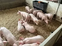 Pigs (batch, sex not specified) — photo 3