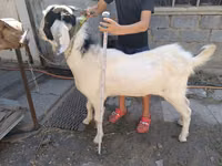 Boucs, Nubian Goat — photo 2