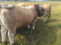 公牛, Aubrac cattle — 照片 3