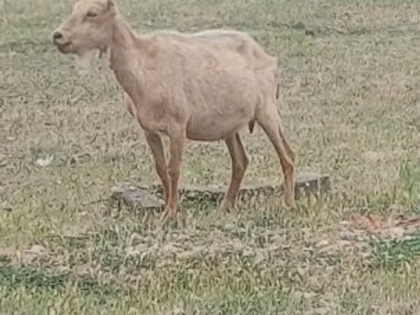 Ziegenbock, Saanen goat
