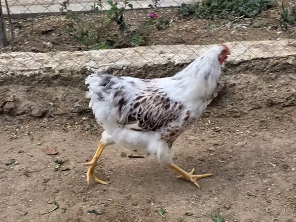 وياندوت
