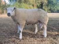 Widder, Texel sheep — Foto 1
