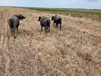 母牛, African Buffalo — 照片 4