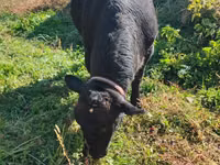 Vache, Aberdeen-Angus — photo 1