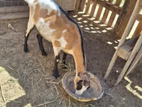 Goat, LaMancha goats — photo 3