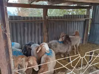 Ram, Rhon sheep — photo 3