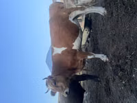 ثور, Latvian Blue cattle — الصورة 3