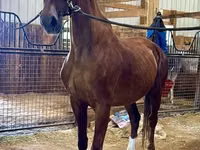 Mare, Dutch warmblood horse — photo 3