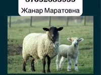 Carnero, Gorkov sheep — foto 2