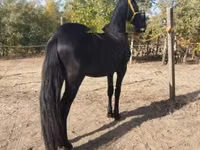 Hengst, Friesian — Foto 4