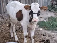 Vache, Brune lettone — photo 1