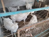 Chèvre, Russian White goat — photo 8