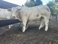 Taureau, Charolais cattle — photo 1