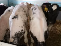 牛只（批次，未指定性别）, Simmental cattle — 照片 5