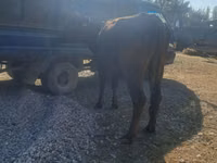 母牛, Cattle — 照片 5