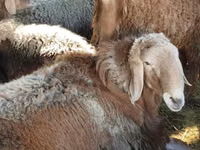 Ram, Arashan sheep — photo 3