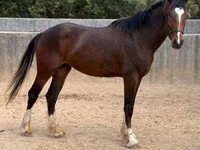 Hengst, Clydesdale — Foto 3