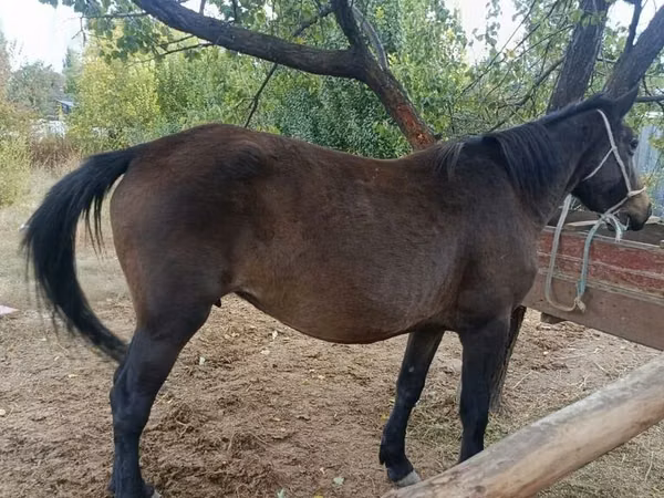 Jument, Chevaux