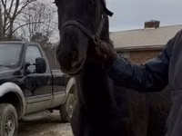 Cheval, Black Sea breed — photo 2