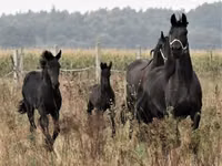 حصان, Dutch warmblood horse — الصورة 6
