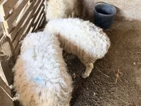 Bélier, Moutons — photo 2