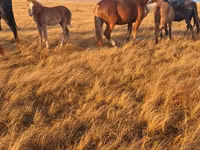 公马, Altai horse — 照片 4