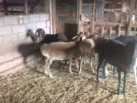 母羊, Tian-Shan semifinewool sheep — 照片 4