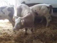 Bulle, Limousin-Kuh — Foto 5
