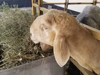 Ram, Sheep — photo 5