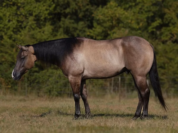 公马, Quarter Horse