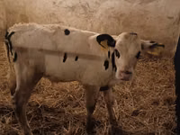 Bull, Russian Black pied cattle — photo 1