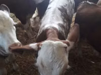 Bulle, Limousin-Kuh — Foto 8