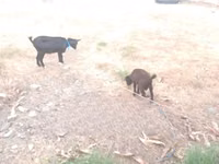 Chèvre, American pygmy goats — photo 3