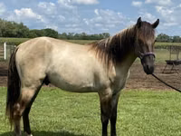 Cheval, Rocky Mountain Horse — photo 5