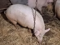 Porcs (lot, sexe non indiqué) — photo 8