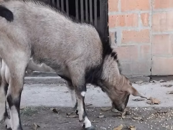公山羊, Nubian Goat