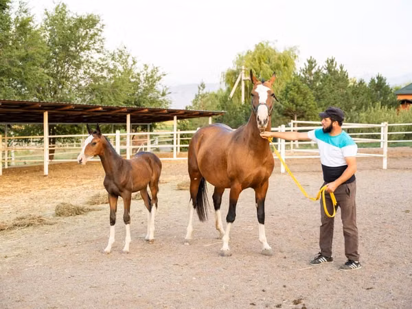 فرس, Akhal-Teke