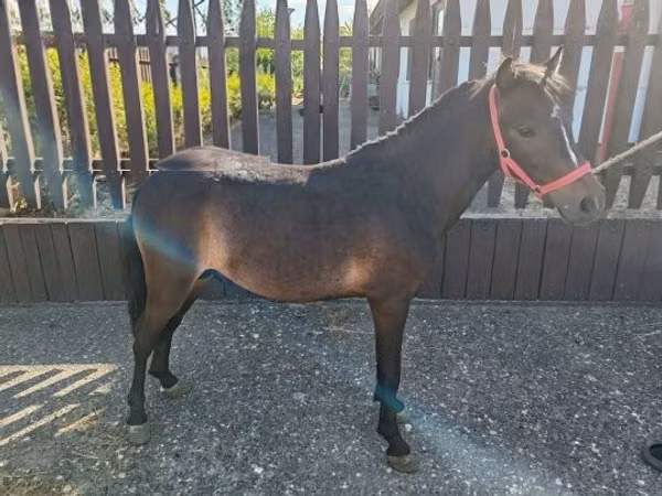 Horse (M), Horses