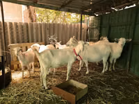 Cabro, Saanen goat — foto 2
