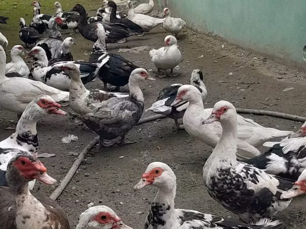 डोमेस्टिक मस्कोवी