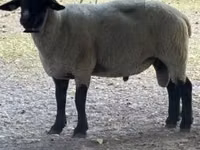 Bélier, White Suffolk sheep — photo 1