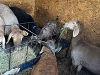 Brebis, Arashan sheep — photo 2
